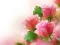 Pink Roses — 無料オンラインゲーム