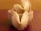 Fortune Cookies — 無料オンラインゲーム