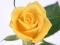 ゲームYellow Rosesオンライン