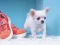Lovely Puppy Puzzle — 無料オンラインゲーム