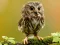 Animal Hidden Stars — 無料オンラインゲーム
