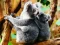 Cute Baby Koala Bear — 無料オンラインゲーム
