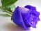 ゲームBlue Rosesオンライン