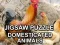 Jigsaw Puzzle Domesticated Animals — 無料オンラインゲーム
