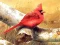 Art Birds Puzzle — 無料オンラインゲーム