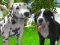 Dog Simulator 3d — 無料オンラインゲーム