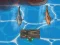 Titanic Shark Attacks — 無料オンラインゲーム