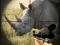 Wild Rhino Hunter — 無料オンラインゲーム
