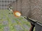 Bullet Fire — 無料オンラインゲーム