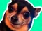 What meme dog are you ? — 無料オンラインゲーム