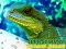 ゲームChinese Water Dragon Jigsawオンライン