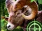 Crazy Goat Hunter 2020 — 無料オンラインゲーム