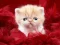 Funny Kitty — 無料オンラインゲーム