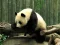 ゲームPandas Puzzleオンライン
