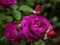 ゲームPurple Rosesオンライン