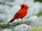 Birds Puzzle — 無料オンラインゲーム