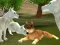 Wild Wolves Hunger Attack — 無料オンラインゲーム