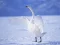Graceful Swans — 無料オンラインゲーム