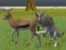 Wolf Life Simulator — 無料オンラインゲーム