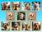 Doggie Duo Discoveries — 無料オンラインゲーム