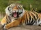 Animals Jigsaw Puzzle Tiger — 無料オンラインゲーム