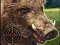 Boar Hunting Jigsaw — 無料オンラインゲーム