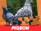 Pigeon Jigsaw Puzzle — 無料オンラインゲーム