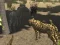 African Cheetah Hunting Simulator — 無料オンラインゲーム