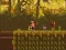 The Lost Forest — 無料オンラインゲーム