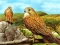 Birds of Prey Slide — 無料オンラインゲーム