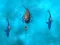 Avoid the Sharks — 無料オンラインゲーム