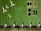 Pigeon Escape 2 — 無料オンラインゲーム