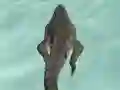 Crocodile Simulator Beach Hunt — 無料オンラインゲーム