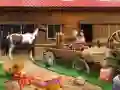 Horse Ranch — 無料オンラインゲーム