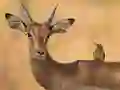 Wild Deer Jigsaw — 無料オンラインゲーム