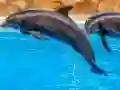 Sea Dolphin Jigsaw — 無料オンラインゲーム
