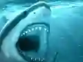 Hungry Shark — 無料オンラインゲーム