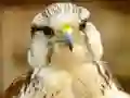 Gyrfalcon Jigsaw — 無料オンラインゲーム
