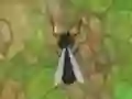 ゲームAntwar.ioオンライン