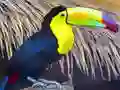 Toucan Bird Jigsaw — 無料オンラインゲーム