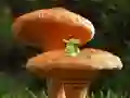 Mushroom Plant Land Escape — 無料オンラインゲーム