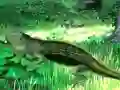 Lizard Forest Escape — 無料オンラインゲーム