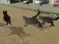 Run Cat Cat Race — 無料オンラインゲーム
