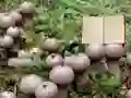 Lycoperdon Mushroom Land Escape — 無料オンラインゲーム