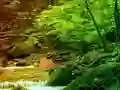 Peaceful Rainbow Forest Escape — 無料オンラインゲーム