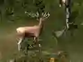 Sniper Hunting Deadly Animal — 無料オンラインゲーム