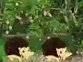 Escape From Mango Farm — 無料オンラインゲーム