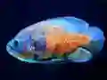 Tiger Fish Jigsaw — 無料オンラインゲーム