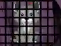 Trapped Wolf Rescue — 無料オンラインゲーム