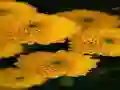 Chrysanthemums Jigsaw — 無料オンラインゲーム